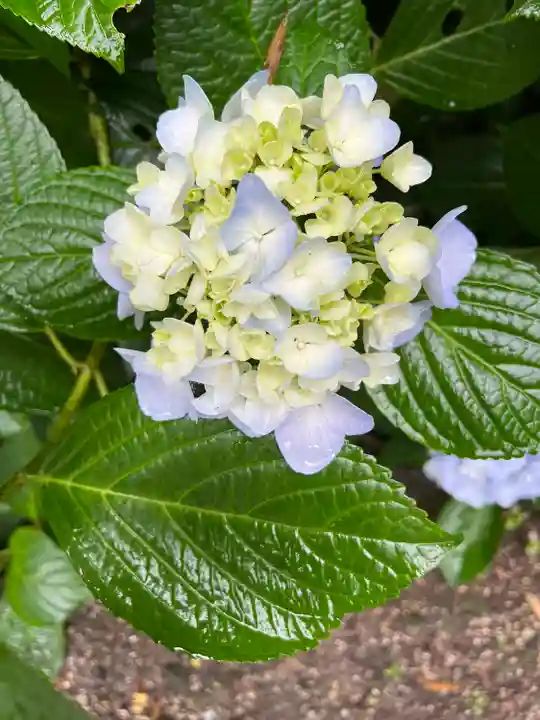 明月院(神奈川県)