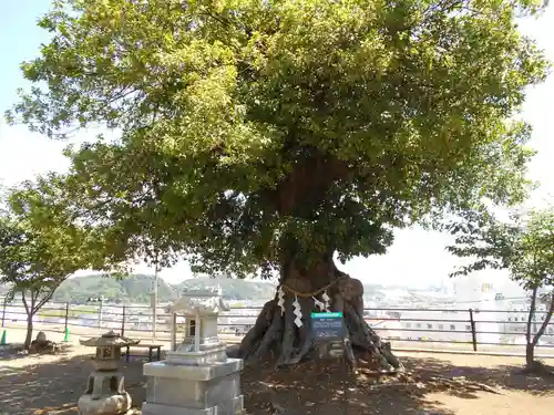 植田八幡神社の自然