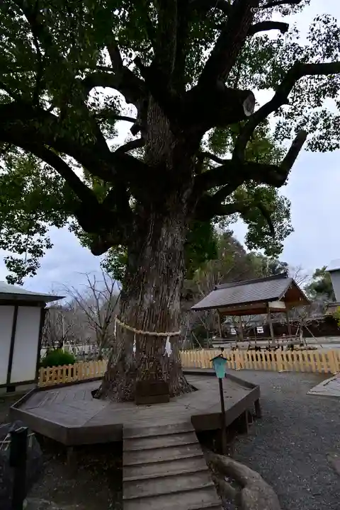 平野神社の自然