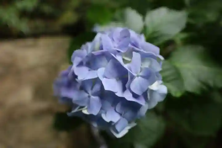 杉本寺(神奈川県)