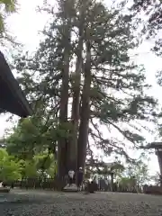 戸隠神社中社の自然