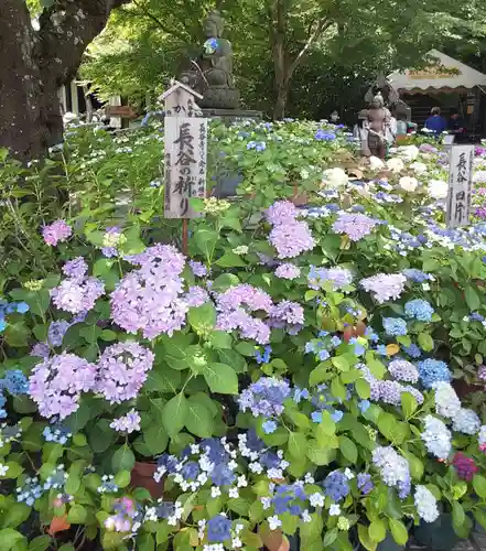長谷寺(神奈川県)