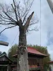 白幡神社(福島県)