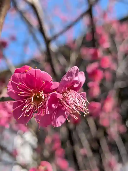 成田山深川不動堂(新勝寺東京別院)(東京都)