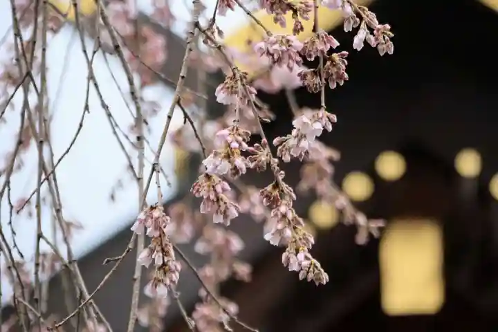開成山大神宮の自然