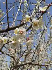 深山 飯盛寺の自然