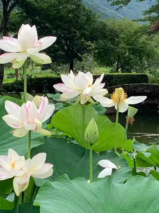 大塩八幡宮の自然