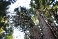 磐椅神社の自然