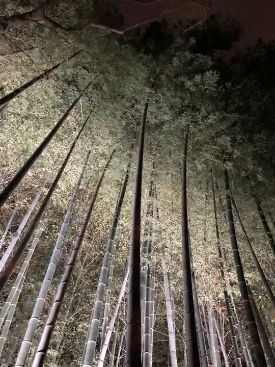 青蓮院門跡の自然