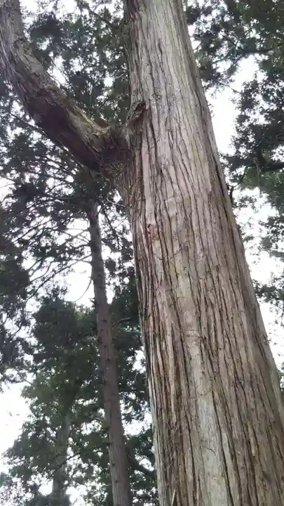 鹿島神宮の自然