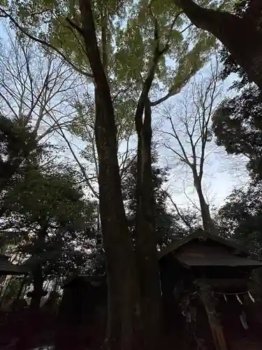 川越氷川神社(埼玉県)