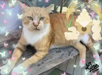 縣主神社の御朱印