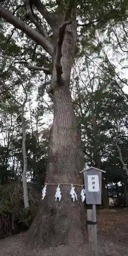 白山神社（木曽川町黒田）の自然
