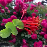 成田山大照寺(北海道)