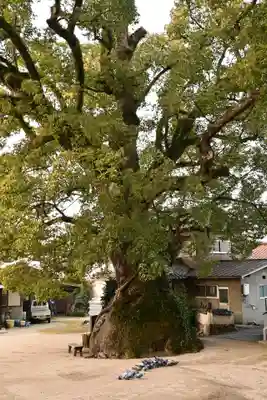 糸碕神社(広島県)