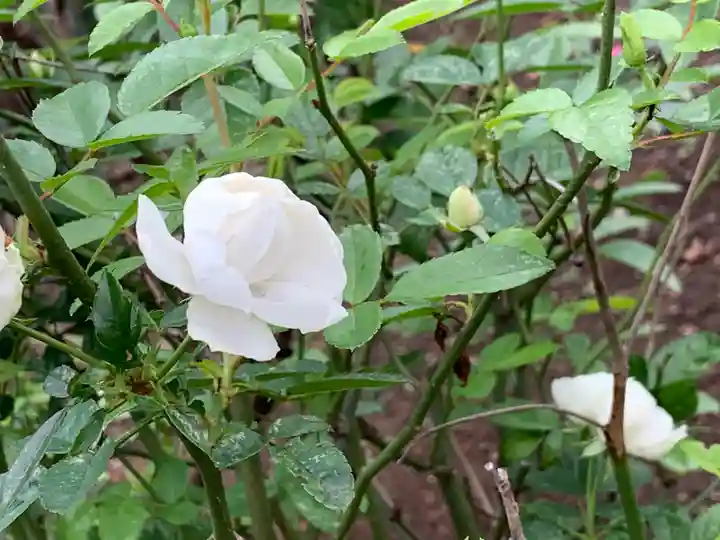 退魔寺(厄除茂呂不動尊)の自然