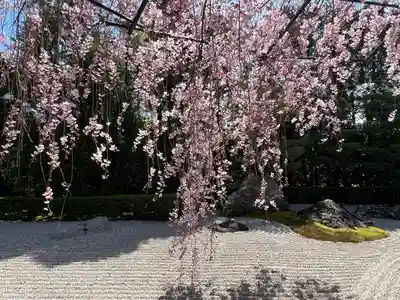 退蔵院(京都府)