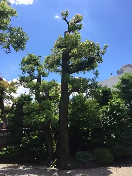 白林禅寺、白林寺の自然