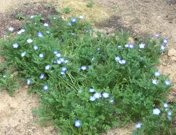 大鏑神社の自然