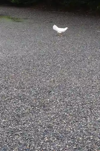 伊勢神宮外宮（豊受大神宮）(三重県)