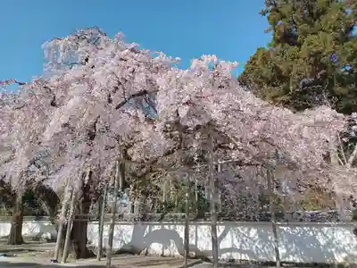 醍醐寺(京都府)