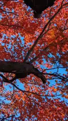 圓光寺(京都府)