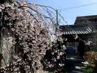 紫雲山 大泉寺の自然