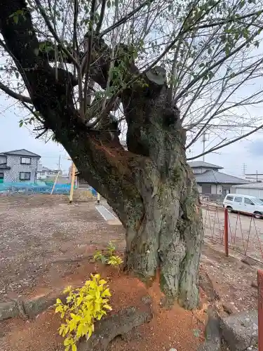 琴平神社(栃木県)