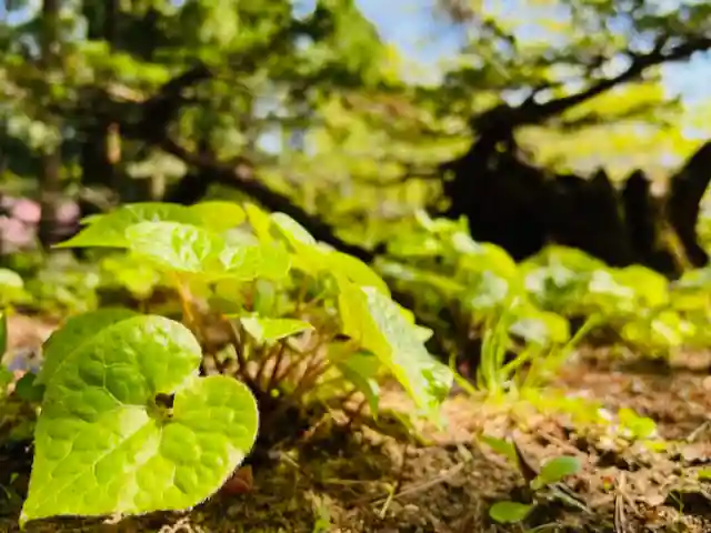 土津神社|こどもと出世の神さまの自然