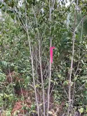 河上神社の自然