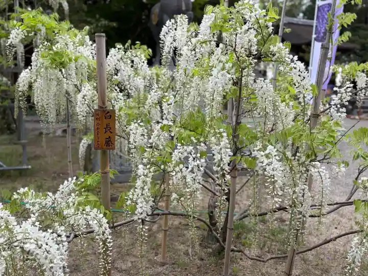 志那神社の{uncategorized: "未分類", other: "その他", undefined: "問題あり", building: "その他建物", grave: "お墓", sacred_gate: "鳥居", guardian: "狛犬", statue: "像", buddha: "仏像", history: "歴史", nature: "自然", garden: "庭園", animal: "動物", pagoda: "塔", temizu: "手水舎", mountain_gate: "山門・神門", sanctuary: "本殿・本堂", subordinate: "末社・摂社", art: "芸術", scenery: "景色", jizo: "地蔵", ema: "絵馬", goshuin: "御朱印", omikuji: "おみくじ", items: "授与品その他", amulet: "お守り", goshuincho: "御朱印帳", eats: "食事", festival: "お祭り", votive_dance: "神楽", shichigosan: "七五三参", wedding: "結婚式", experience: "体験その他", initially: "初詣", around: "周辺", anti_infection: "感染症対策"}