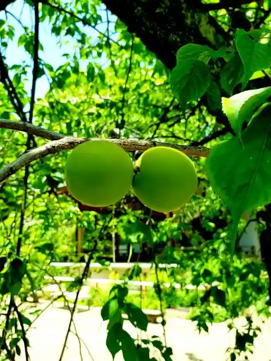 鳩森八幡神社の自然