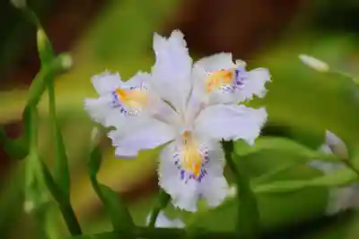 愛宕神社の自然