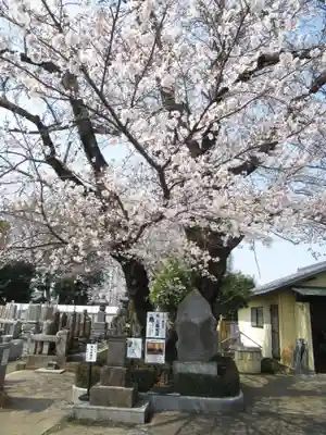 真光寺(千葉県)