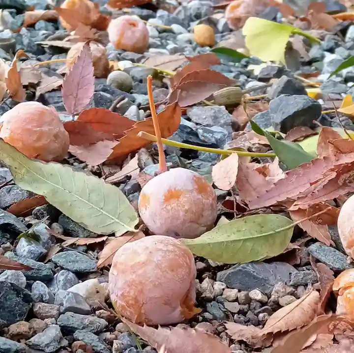 阿邪訶根神社(福島県)