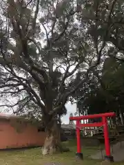 一之宮神社の自然