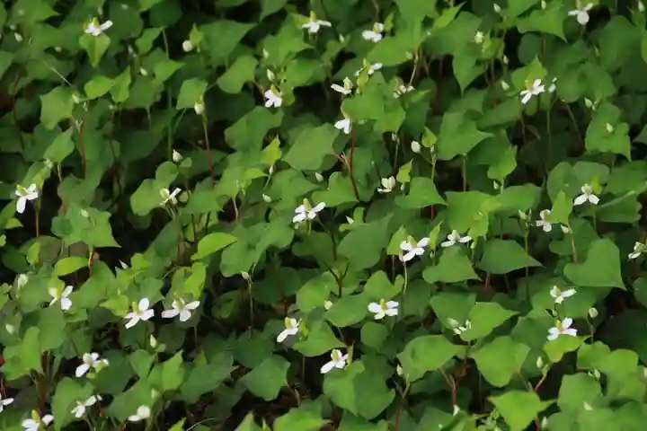 豊景神社の自然
