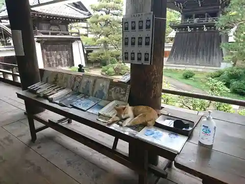 智恩寺の動物