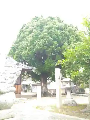 山王春日神社の自然