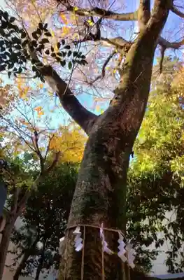 くまくま神社(導きの社 熊野町熊野神社)(東京都)