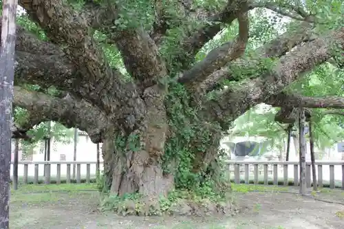 東本願寺（真宗本廟）の庭園