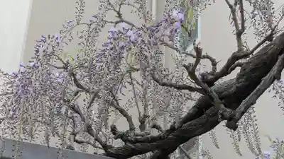 藤之宮 春日神社(野田の藤跡)(大阪府)