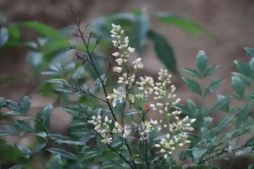 阿久津「田村神社」（郡山市阿久津町）旧社名：伊豆箱根三嶋三社の自然