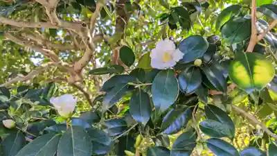 神光院(京都府)
