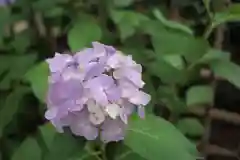 越ヶ谷久伊豆神社の自然