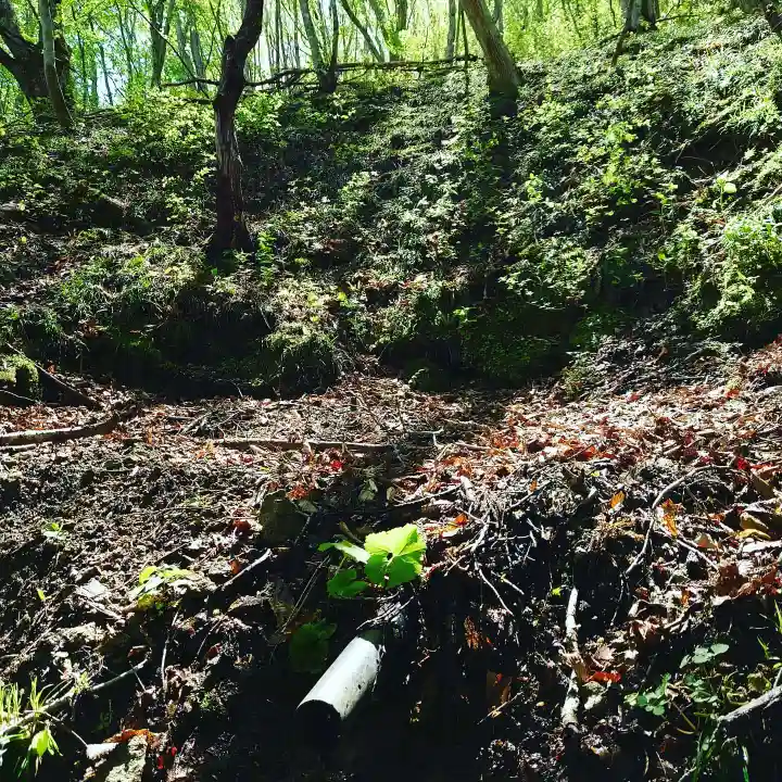 壽徳寺 じゅとくじの自然