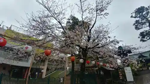 桜神宮の自然