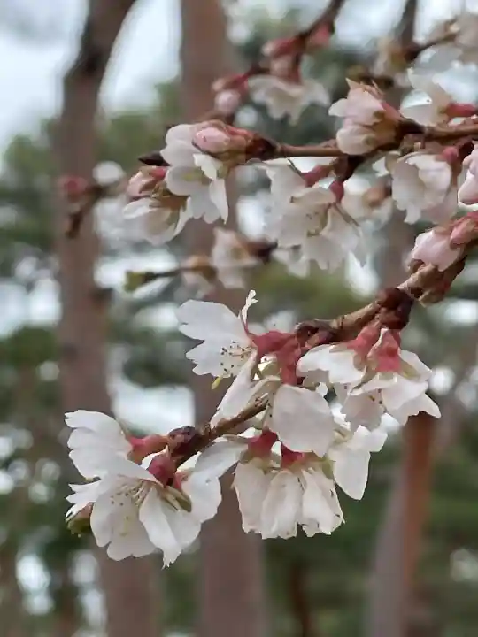 竹駒神社の{uncategorized: "未分類", other: "その他", undefined: "問題あり", building: "その他建物", grave: "お墓", sacred_gate: "鳥居", guardian: "狛犬", statue: "像", buddha: "仏像", history: "歴史", nature: "自然", garden: "庭園", animal: "動物", pagoda: "塔", temizu: "手水舎", mountain_gate: "山門・神門", sanctuary: "本殿・本堂", subordinate: "末社・摂社", art: "芸術", scenery: "景色", jizo: "地蔵", ema: "絵馬", goshuin: "御朱印", omikuji: "おみくじ", items: "授与品その他", amulet: "お守り", goshuincho: "御朱印帳", eats: "食事", festival: "お祭り", votive_dance: "神楽", shichigosan: "七五三参", wedding: "結婚式", experience: "体験その他", initially: "初詣", around: "周辺", anti_infection: "感染症対策"}