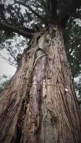生岡神社の自然
