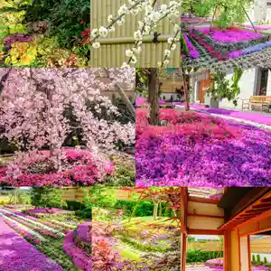 寿量山 速成寺の自然(2020年03月07日(土) 12時22分58秒投稿)